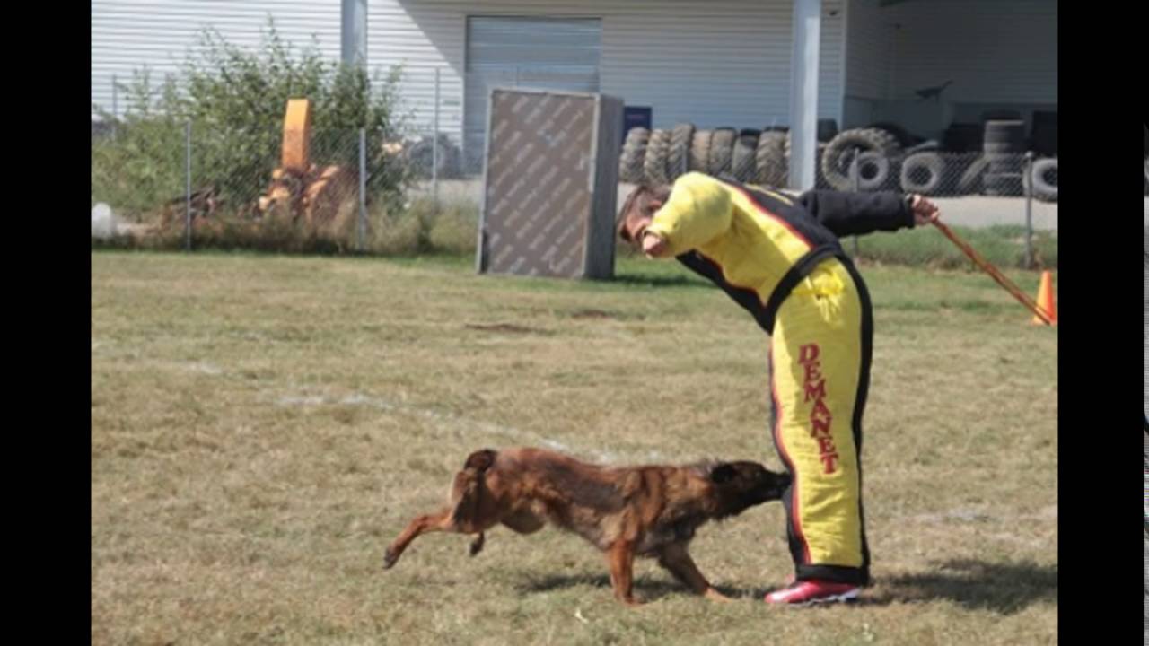 dressage chien osny
