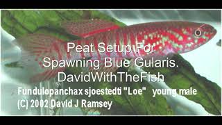 Blue Gularis Spawning Setup With Moss 2023