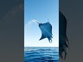 Wow, that was an absolutely amazing leap by the eaglefish!#eaglefishing #hurghada #germany