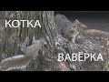 Котка і вавёрка.