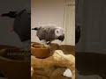 All the words Nikki the African Grey knows on command