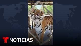 Decomisan colección de animales exóticos dentro de un predio ubicado en Jalisco | Noticias Telemundo