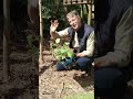 Je crée un mur de courges ! Découvrez en plus sur notre chaine YouTube Grandiflora 🍃 #courge