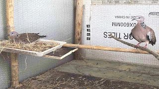 Did You Ever Breed A Dove? Bird Breeding Techniques.