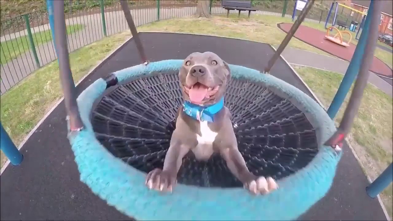 blue staffy ramsey