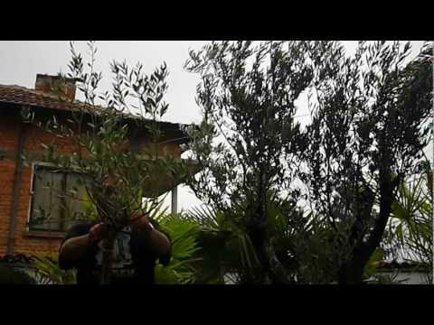 Pruning Olive Trees - Резитба на маслинови дървета