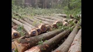 export  logs to Asia, oak logs
