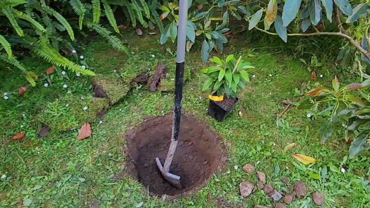 Посадка тропической звездчатой ​​яблони в грунт (Расширенная версия)