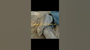 اين حقوق الإنسان في مصر 