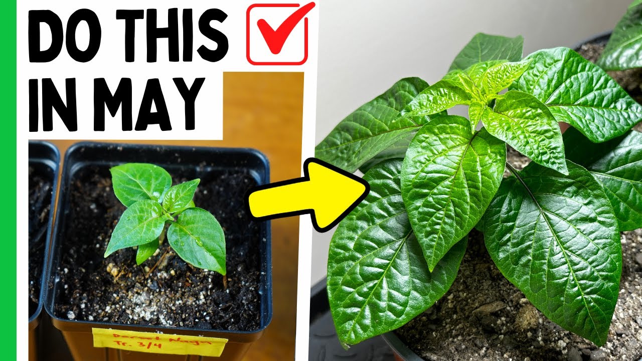 САМЫЙ важный месяц для перцев (вот почему)