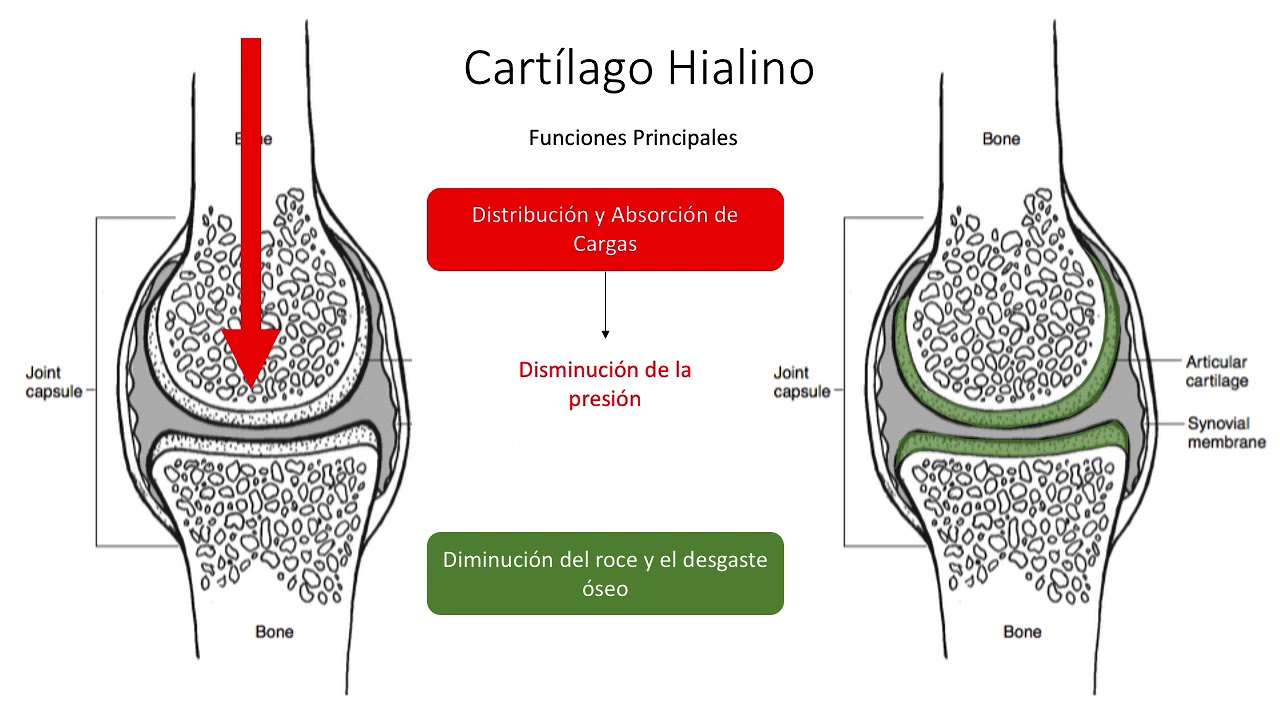 Biomecánica