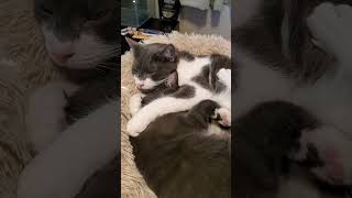 Two Cats, One Heartwarming Nap