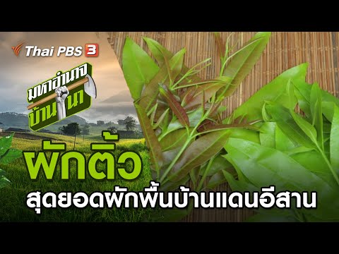 ผักติ้ว สุดยอดผักพื้นบ้านแดนอีสาน : มหาอำนาจบ้านนา (30 พ.ค. 64)