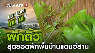 ผักติ้ว สุดยอดผักพื้นบ้านแดนอีสาน : มหาอำนาจบ้านนา (30 พ.ค. 64)