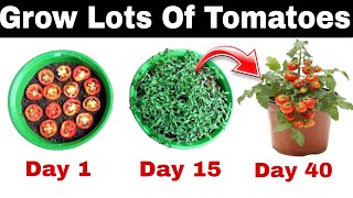 How To Grow Tomatoes At Home | Grow Tomatoes From Seed | Tomatoes Growing