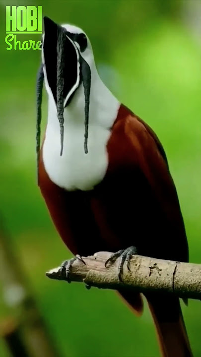 WOW! Burung ini bisa gini amat ya suaranya 😳