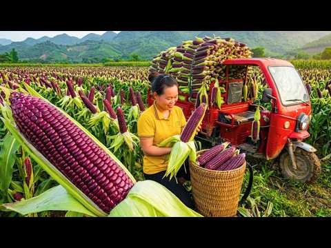 Cosecha Masiva de Maíz | Cosechando Más de 777 kg de Maíz Mutante, Todo Vendido en el Mercado