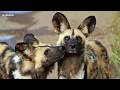 A safari to remember - SafariLIVE Sunset - 04 July 2026