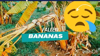 Lost few banana trees in the rain #farming #banana #agriculture #permaculture #rain #bengaluru #farm