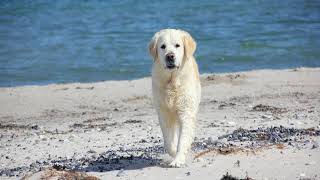 Windjammer - Kitty Hawk (North Carolina) - United States
