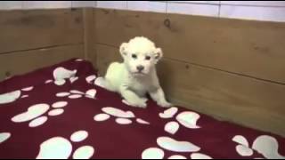 Kükremeyi yeni öğrenen beyaz aslan yavrusu
