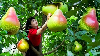 How to Harvest Pears, Goes To The Market Sell - Harvesting and Cooking | Tieu Vy Daily Life