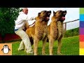 Самые удивительные собаки 🐺 Удивительные и обученные видео для собак