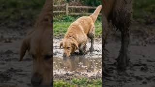 Dogs in mudy#shorts #shortvideo #dog #animation #ai #instagram #facebook #shortsfeed