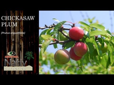 Video: Ussuri Plum. սորտի նկարագրություն և ակնարկներ