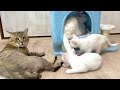 兄猫たちの神育児!優しさに包まれた子猫の1日【白玉ちゃん&たこやき君日記】A Kitten's Day: Wrapped in the Love of Big Brother Cats