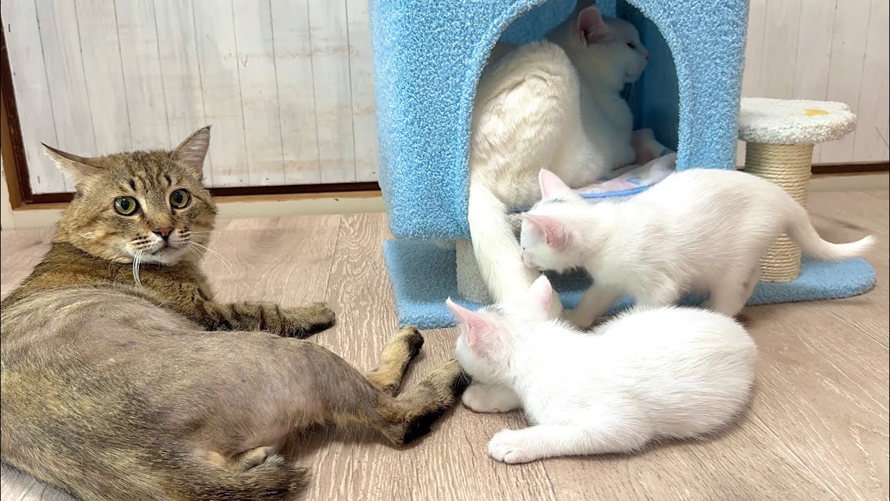 兄猫たちの神育児！優しさに包まれた子猫の1日【白玉ちゃん＆たこやき