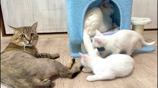 兄猫たちの神育児！優しさに包まれた子猫の1日【白玉ちゃん＆たこやき君日記】A Kitten's Day: Wrapped in the Love of Big Brother Cats
