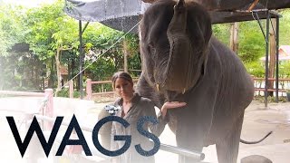 Wags Olivia Piersons Scary Moment With An Elephant E