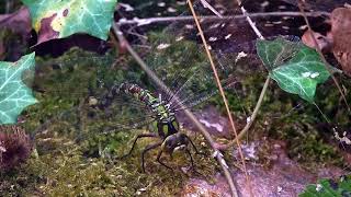 Libelle - Libellule - Odonata - Dragonfly Occitanie, France