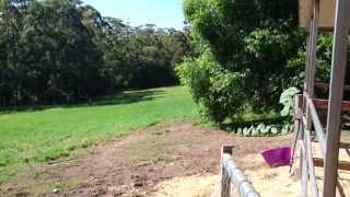 Horses cantering around Seahorse @ Diamond Beach