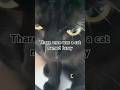 Larry #evillarry #larry #cat