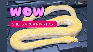 Burmese Python - Snakes in ARS RACK-  Maintenance  = Breeding, Cleaning , Reptile TALK - VLOG