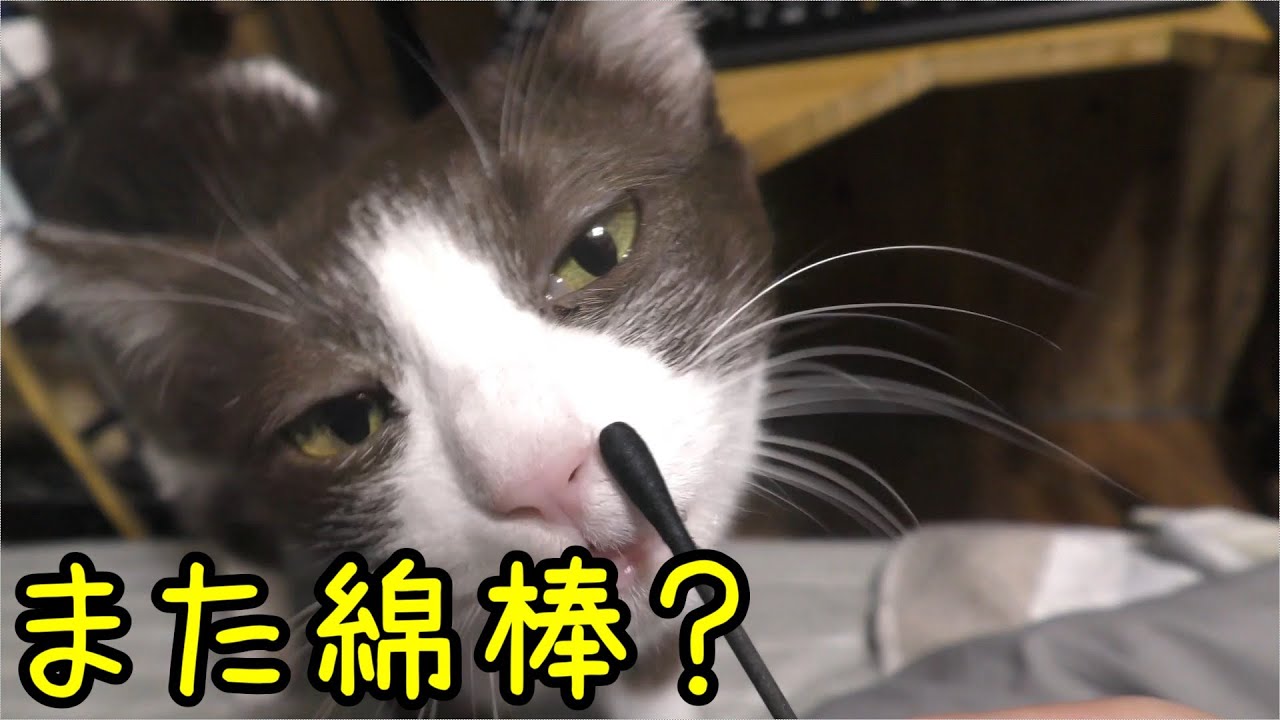 まだ発情期中の猫みーちゃん 床ごろしたあとベッドに出入りして布団の上でドコモを舐める ねこ南瓜ちゃんねる まだ発情期中の猫みーちゃん 床ごろしたあとベッドに出入りして布団の上でドコモを舐める ねこ南瓜ちゃんねる