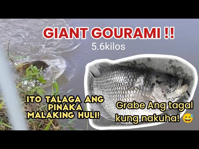 Ito na talaga Ang pinaka malaking huli ko na GIANT GOURAMI!! Grabi Ang tagal kung nakuha!😅 class=