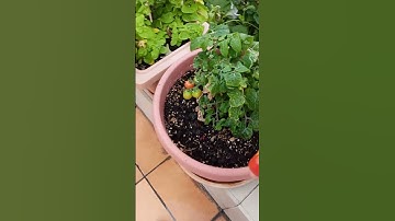 Picking fresh tomatoes #shorts #foryou #reels #tomato #fresh #followers