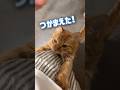 ママが抱っこするまでストーカーし続ける超甘えん坊の猫【とらまる】