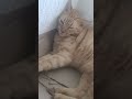 Acaso los gatos también sueñan? 🤔😺 durmiendo sin preocupaciones ❤️🤭