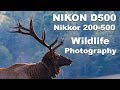 Wildlilfe Photography Nikon D500 Nikon D810 Nikkor 200-500 North Carolina