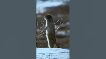Interesting facts about Arctic ground squirrel