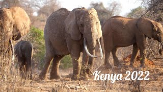 Wild is Life | Kenya 2022