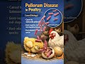 #Pullorum Disease in Poultry