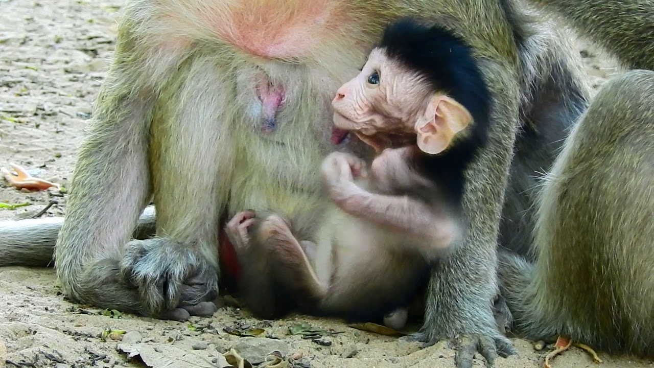 foundry Polino Is Verrry Sweet Baby Feels Happy wit mummy