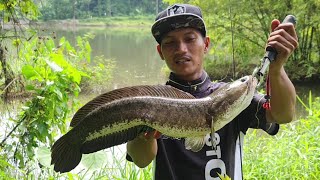 SUBHANALLAH..!! UNEXPECTED THERE ARE STILL FISH THIS BIG IN THE METROPOLITAN CITY SPOT||CASTING S...