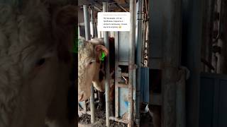 Подоить и накормить проблема? 😱 #герефорд #корова#cow #кормление #молоко#теленок #помощь #ферма#кфх