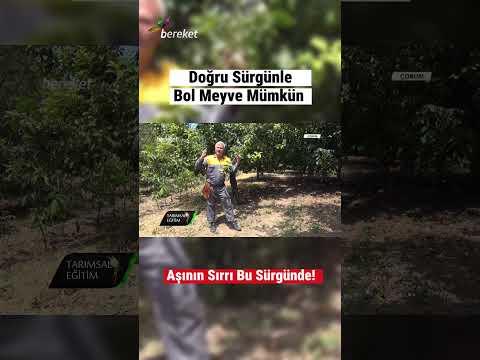 Elma Ağaçlarında Göz Aşısı İçin Doğru Sürgün Seçimi #shorts